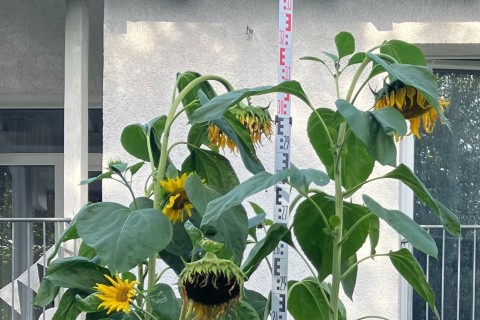 Suche nach höchster Sonnenblume in Dortmund ist geglückt