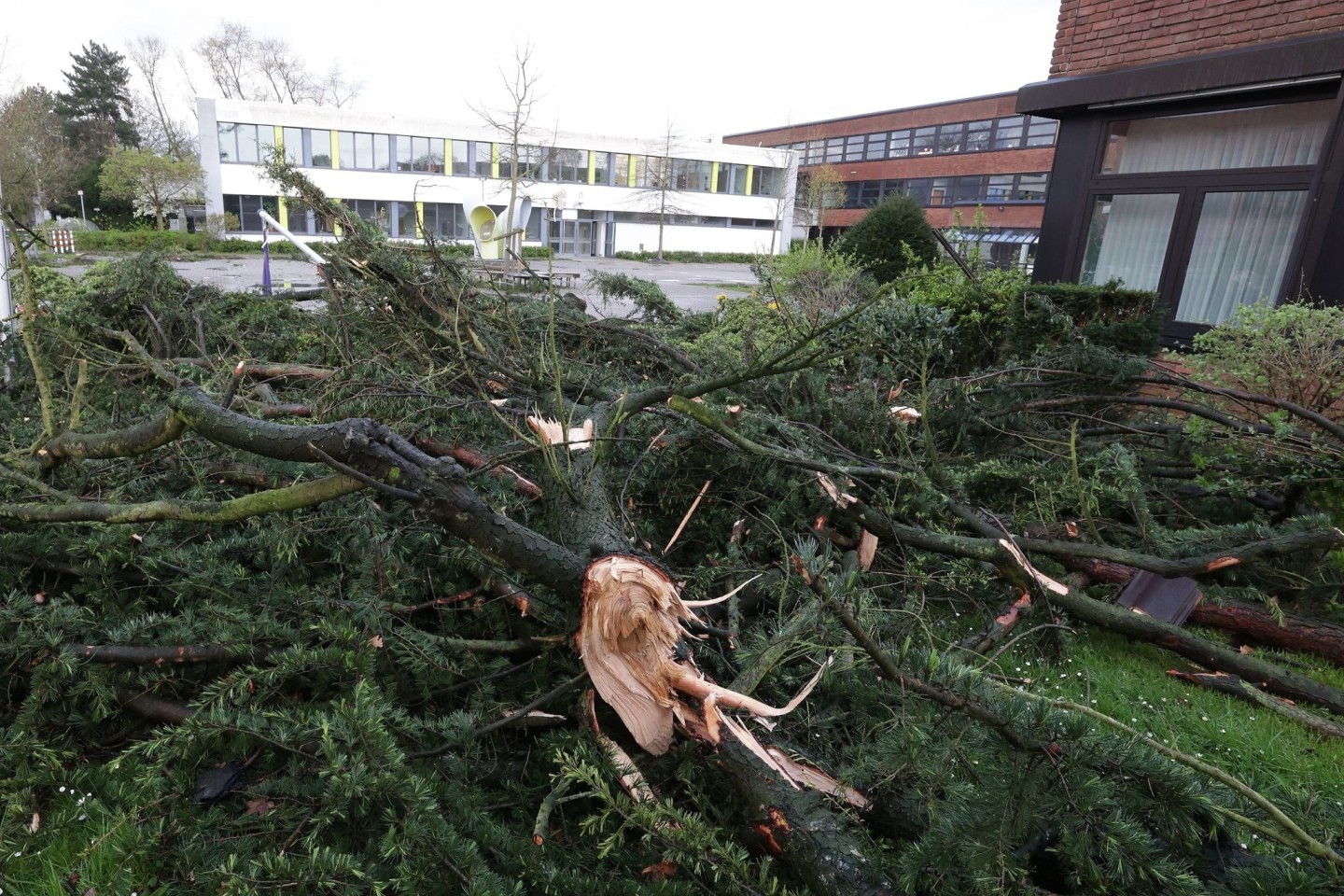 Umgestürzte Bäume auf dem Gelände eines Gymnasiums in Korschenbroich bei Mönchengladbach.