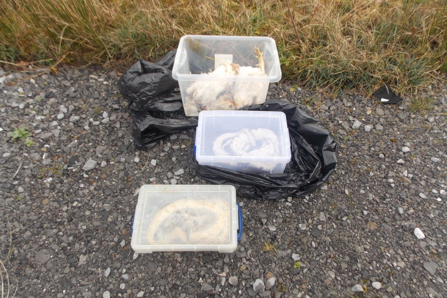 Die gefundenen Tiere waren in Kisten, Müllsäcken und Kissenbezügen verpackt.