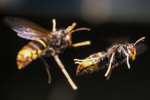 Asiatische Hornisse stellt Gefahr für heimische Bienen dar