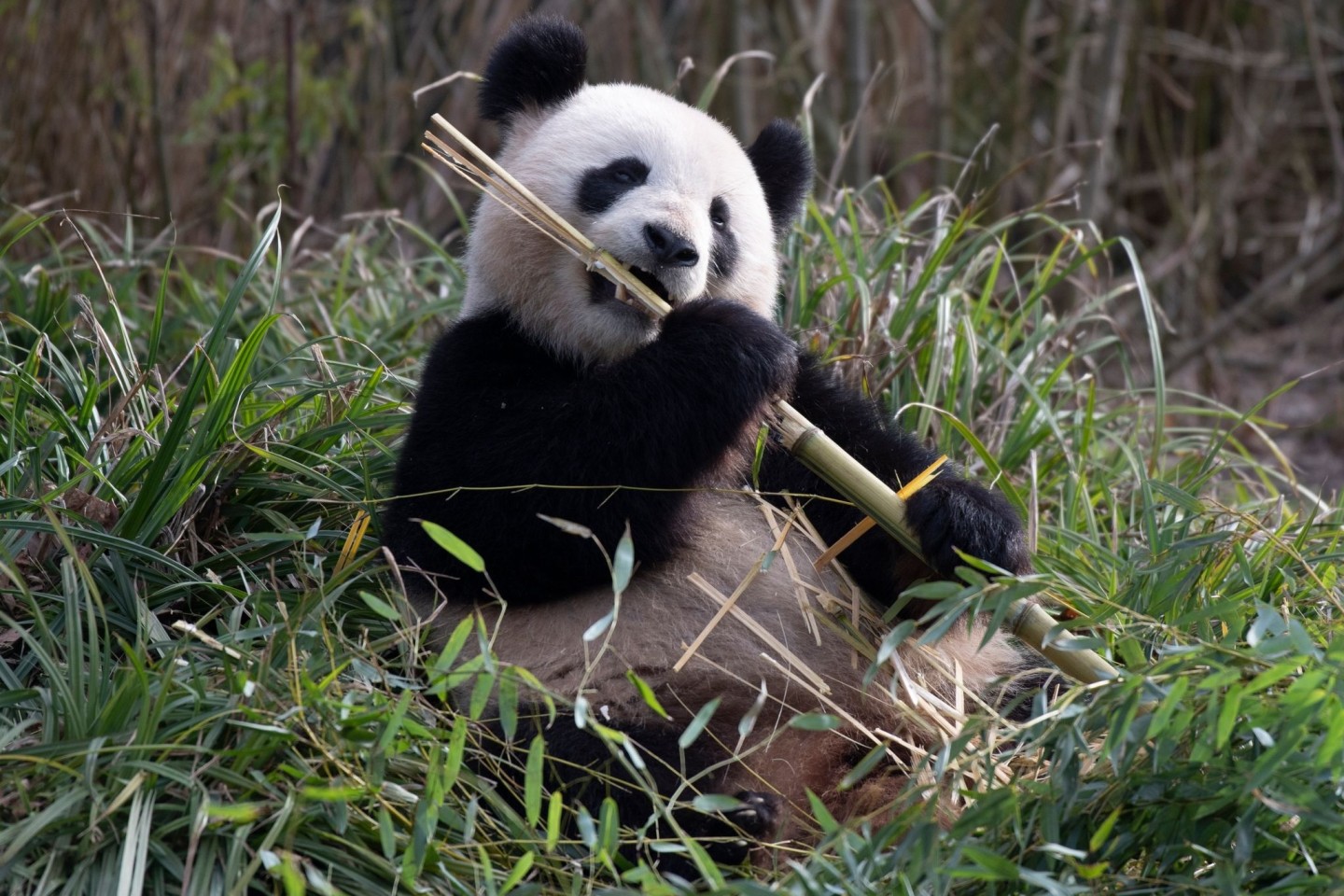 Das Zeitfenster, in dem Pandaweibchen wie Meng Meng empfängnisbereit sind, ist sehr kurz.