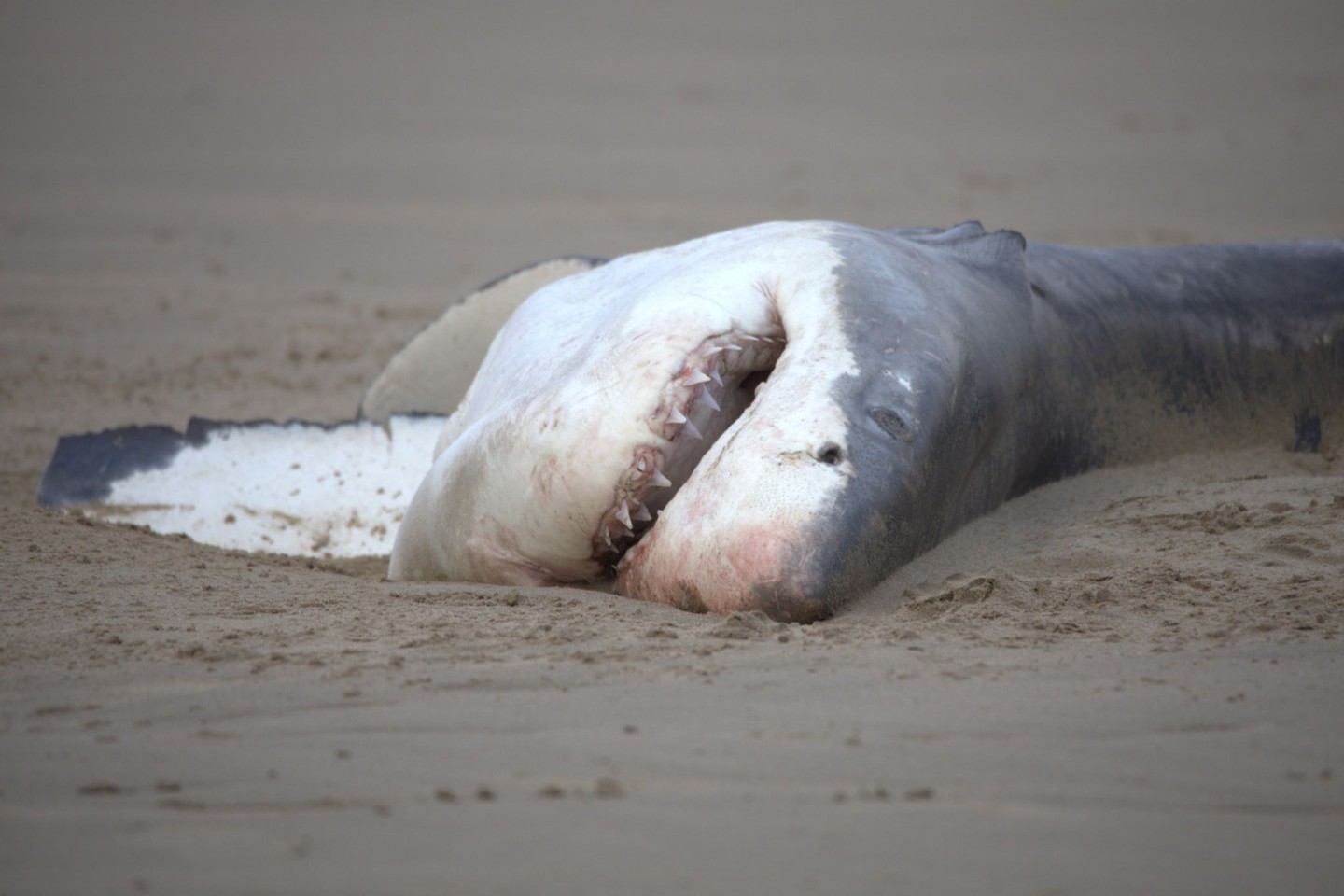 Ein toter Weißer Hai liegt an einem Srand (undatiertes Handout)