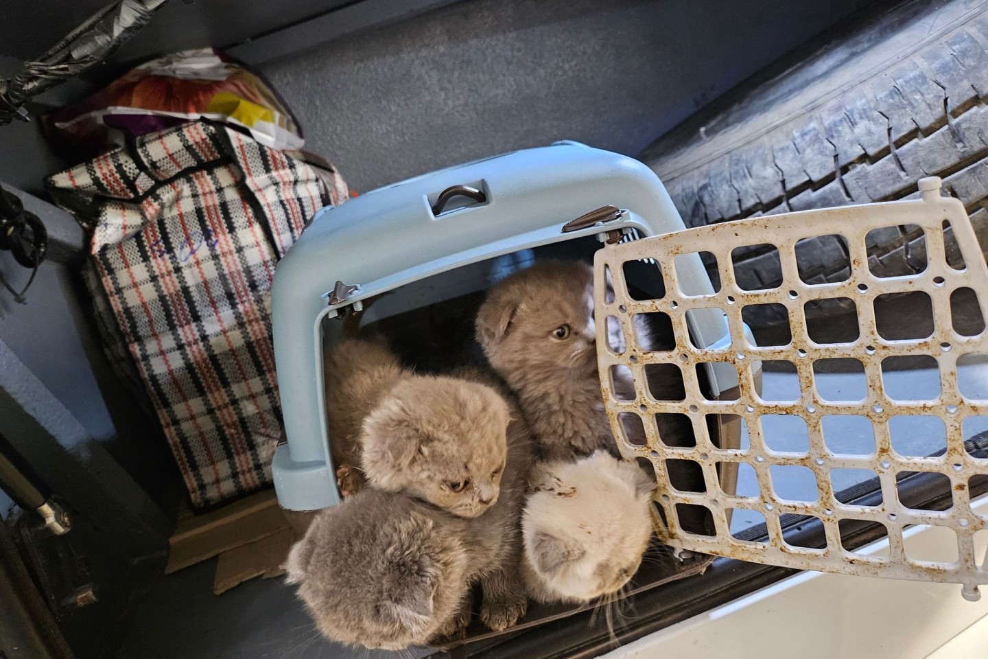 Bundespolizisten fanden Katzenbabys dicht gedrängt in Transportboxen im Kofferraum eines Reisebusses.