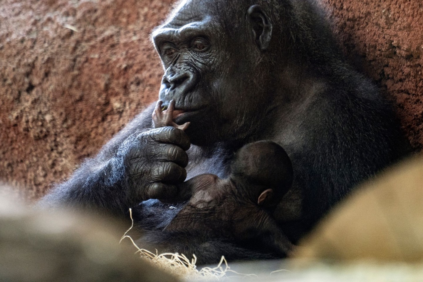 Die Gorilla-Dame Kijivu kümmert sich um ihr Kind.