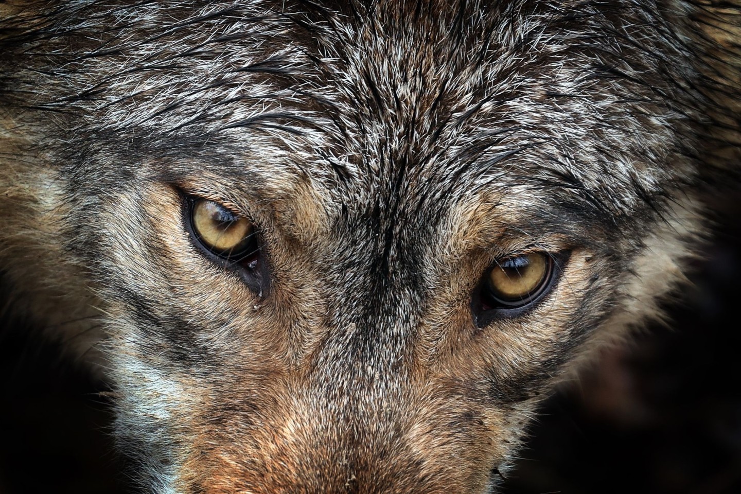 Von Deutschland bis nach Spanien: Forschende wiesen nach, dass ein Wolf eine Strecke von über tausend Kilometer gelaufen ist. (Archivbild/Symbolbild)