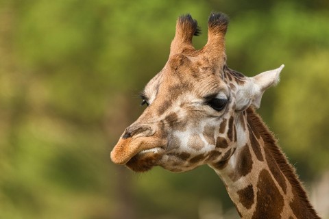 HEUTE: Zoo Dortmund bleibt wegen Sturmgefahr geschlossen