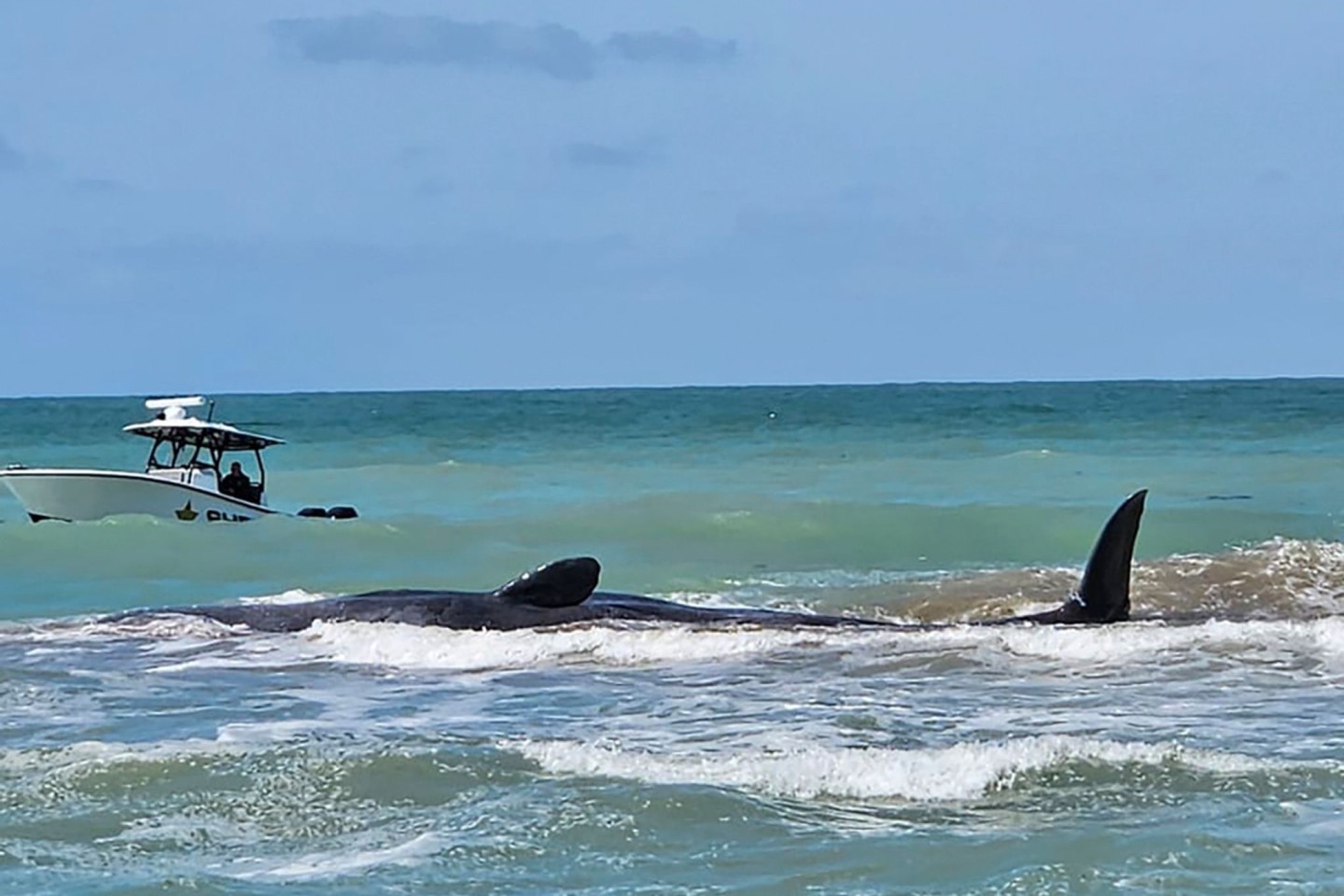 Der Wal ist vor Venice in Florida auf einer Sandbank gestrandet.