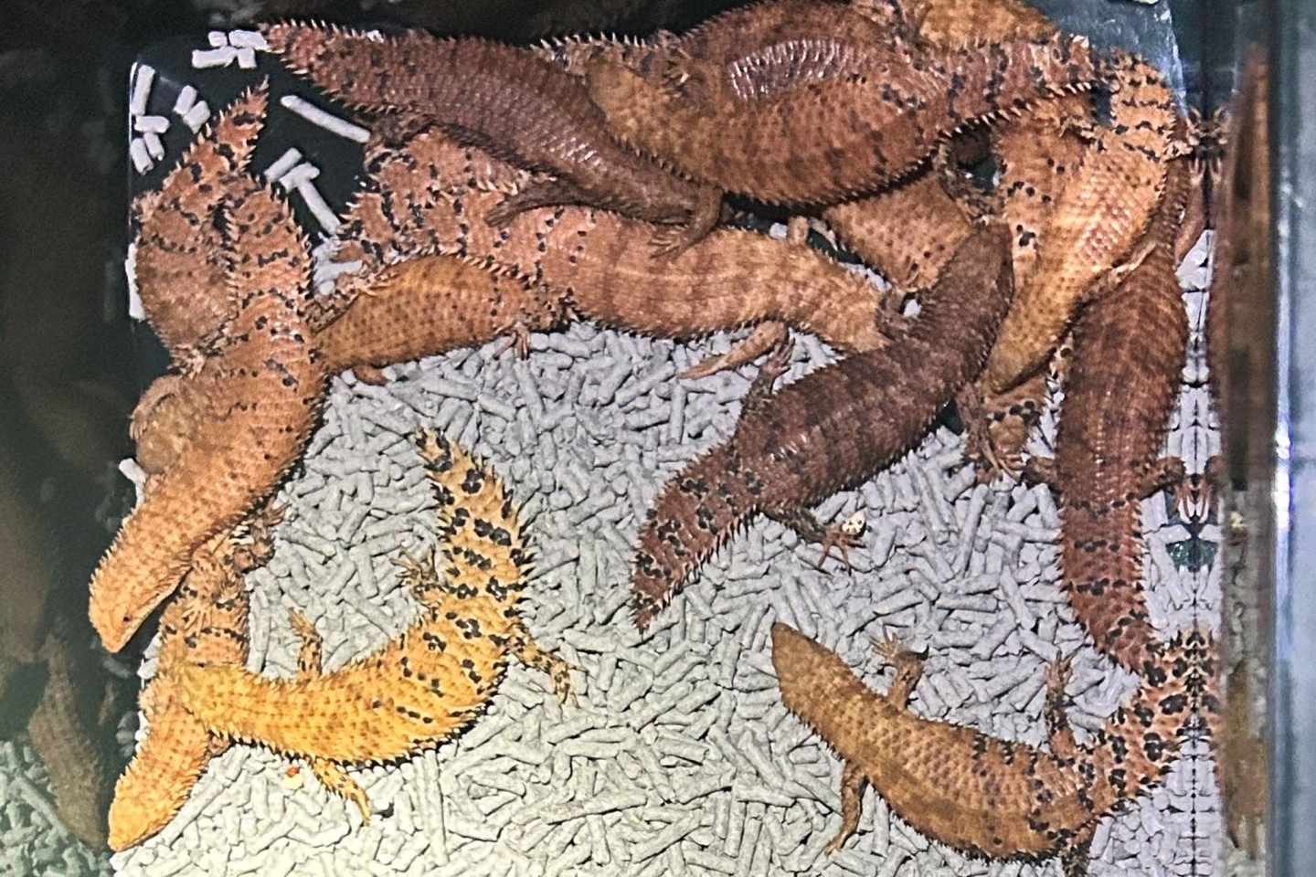 Australische Reptilien wurden von der Polizei beschlagnahmt.