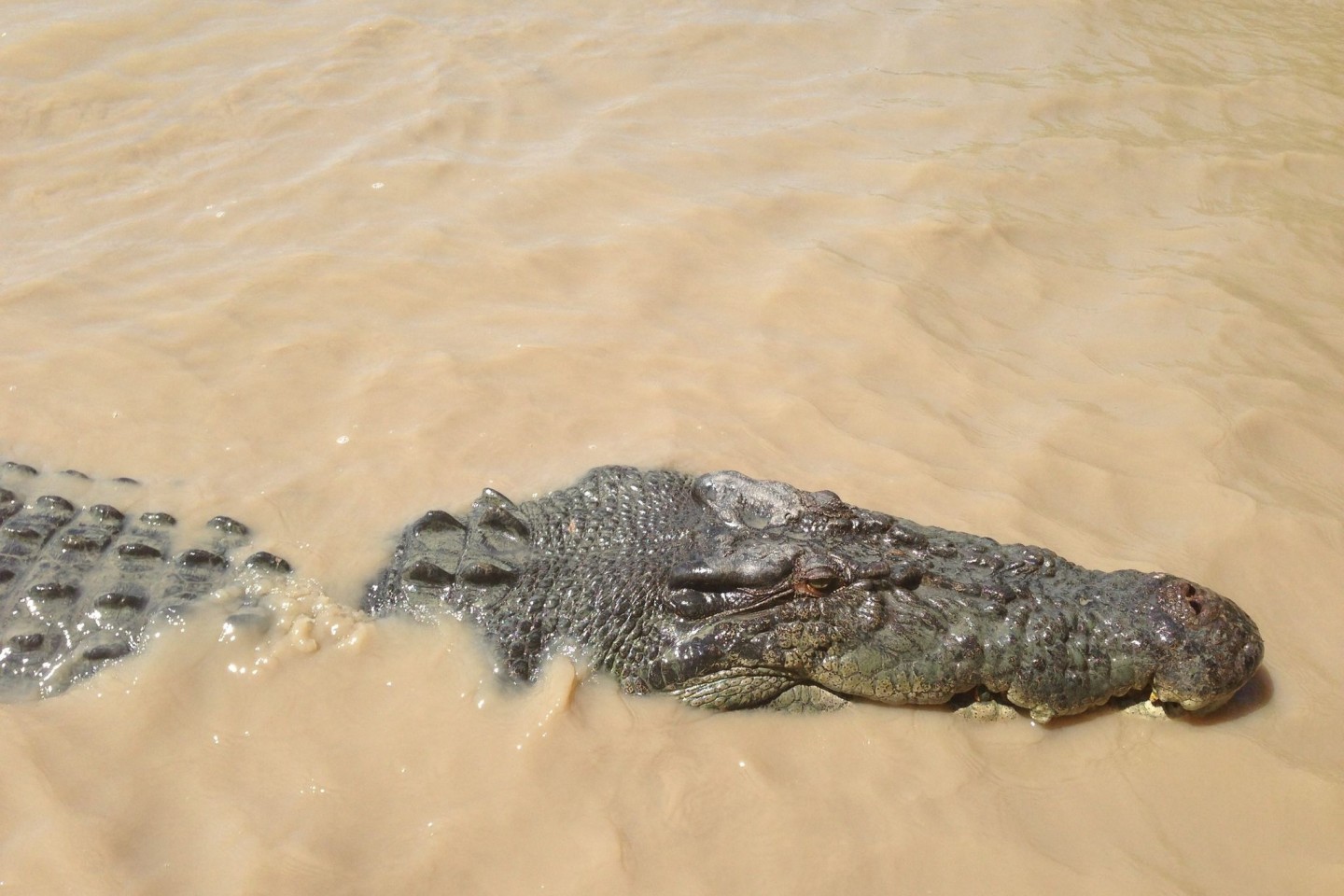 Ein Krokodil hat im Norden von Australien ein Kind attackiert.