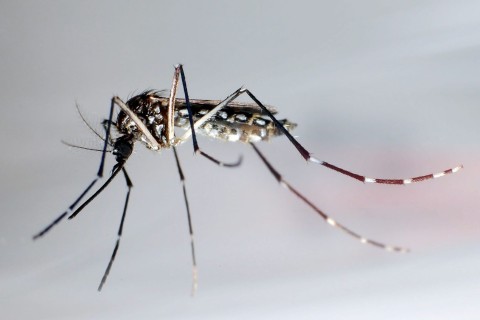 Mehr als fünf Millionen Dengue-Fälle in Brasilien