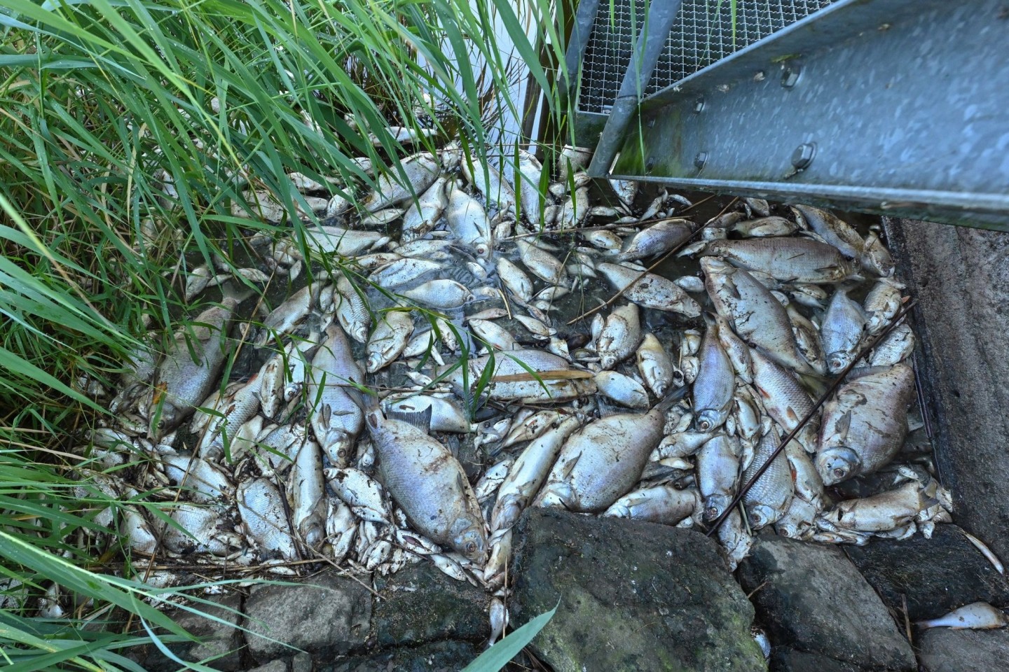 Tote Fische im August 2022 im deutsch-polnischen Grenzfluss Oder.