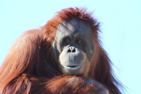 Zoo Dortmund freut sich über neuen Orang-Utan
