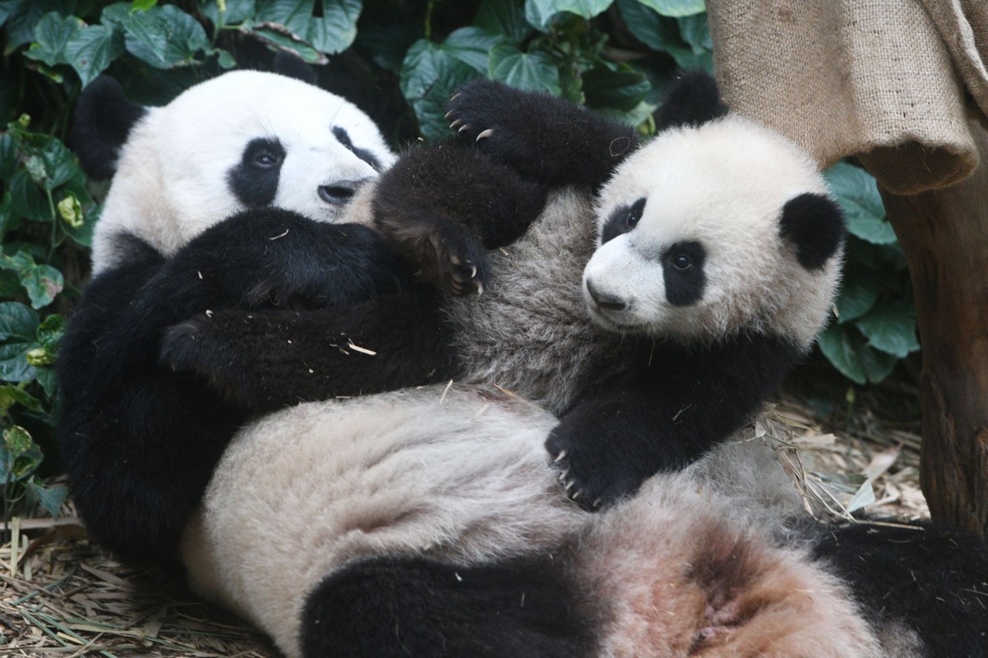 Die Pandas «Le Le» und «Jia Jia» im River Wonders Wildpark in Singapur.