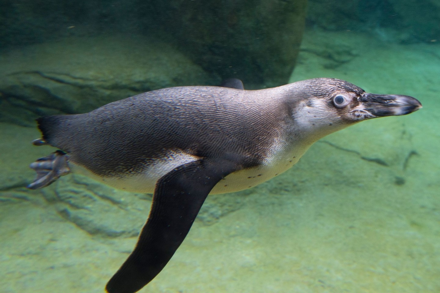 Pinguin verschluckt Brillenbügel - auf Weg der Besserung