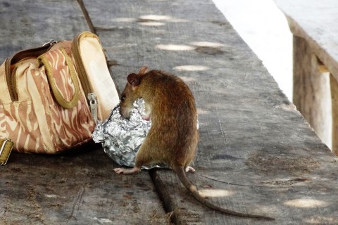 Ordnungsamt ruft zu gemeinsamem Kampf gegen Ratten auf
