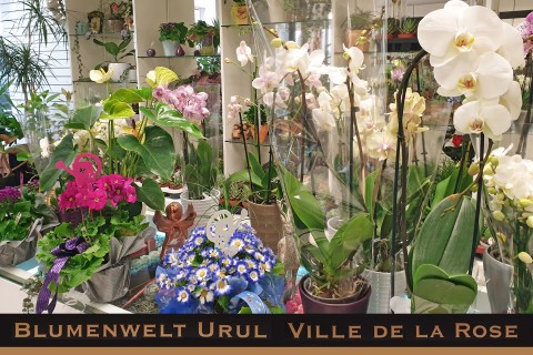 Blumenwelt - VILLE DE LA ROSA Hüseyin Urul