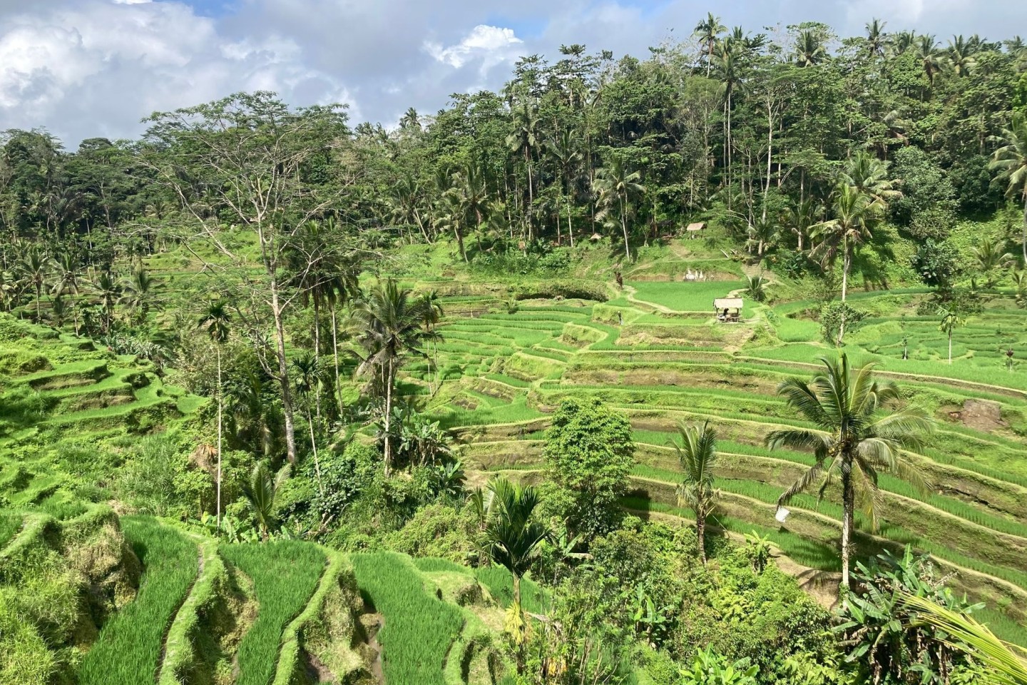 Blick auf die berühmten Reisfelder auf der indonesischen Urlaubsinsel Bali.