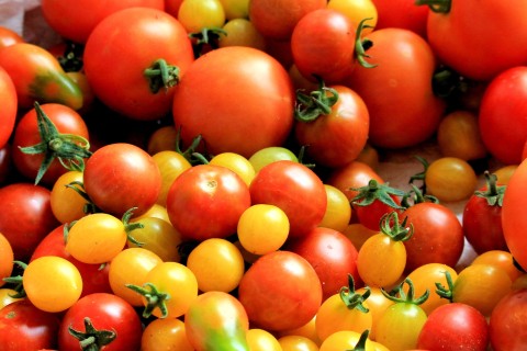 Open-Source-Tomatenpflanzen können auf zwei Märkten am 7. Mai erworben werden