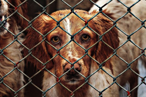 Polizeieinsatz nach Körperverletzung: 40 Hunde entdeckt und in Tierheim transportiert