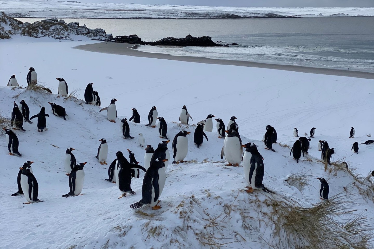Die Auswirkungen der Vogelgrippe bei Pinguinen können sehr unterschiedlich sein.
