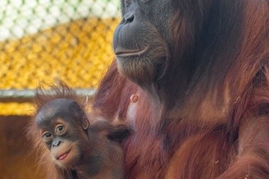 Regenwaldhaus im Zoo Dortmund ist wieder geöffnet