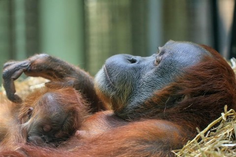 Zoo Dortmund freut sich über Nachwuchs bei den Orang-Utans